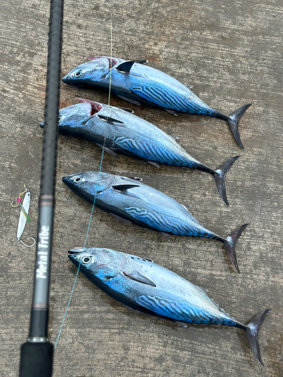 Daily Catch - Mac Tuna